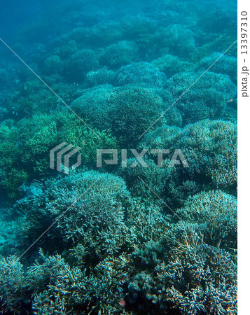 Palau_世界遺産_パラオ_シュノーケリング_サンゴ礁 Palau_世界遺産_パラオ_シュノーケリング_サンゴ礁 13397310