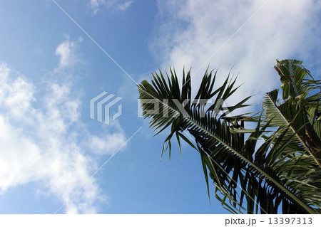 Palau_世界遺産_パラオ_ヤシの木 13397313