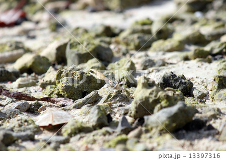 Palau_世界遺産_パラオ_ハクセンシオマネキ Palau_世界遺産_パラオ_ハクセンシオマネキ 13397316