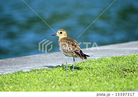 Palau_世界遺産_パラオ_鳥_ダイゼン Palau_世界遺産_パラオ_鳥_ダイゼン 13397317