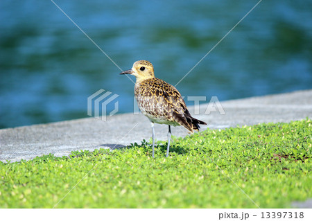 Palau_世界遺産_パラオ_鳥_ダイゼン Palau_世界遺産_パラオ_鳥_ダイゼン 13397318
