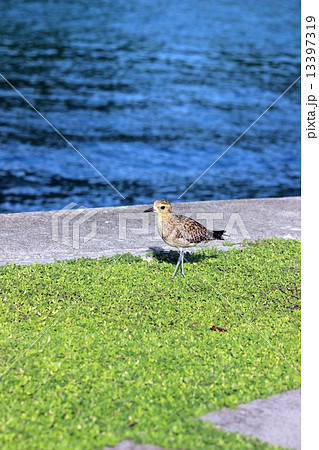 Palau_世界遺産_パラオ_鳥_ダイゼン Palau_世界遺産_パラオ_鳥_ダイゼン 13397319