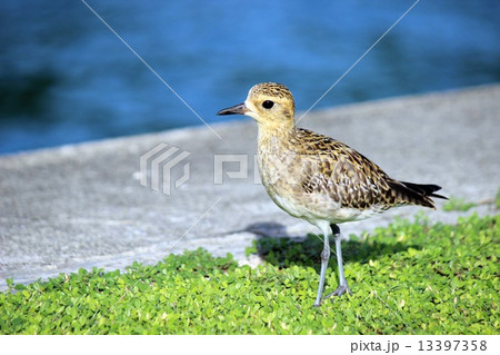 Palau_世界遺産_パラオ_鳥_ダイゼン 13397358