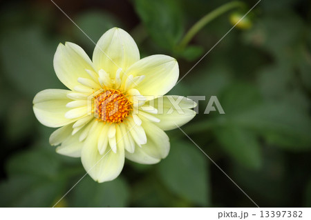 ダリアの花 ダリアの花 13397382