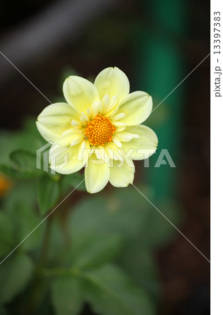 ダリアの花 ダリアの花 13397383