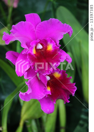 ランの花 ランの花 13397385