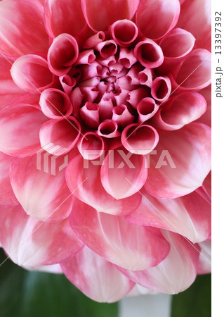 ダリアの花 ダリアの花 13397392