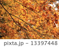 紅葉 13397448