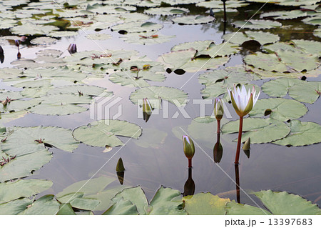 蓮の花 13397683