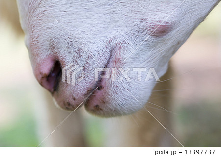 closeup of white bleating goats, focusing on its mouth with shal closeup of white bleating goats, focusing on its mouth with shal 13397737