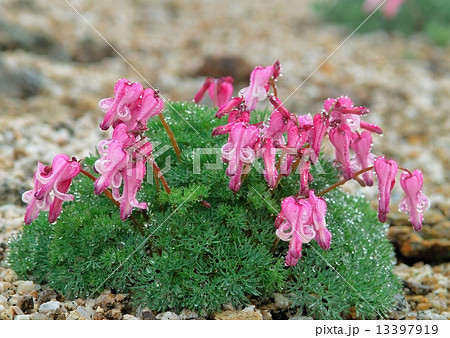 水滴を纏うコマクサ 13397919