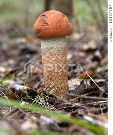 Leccinum scabrum 13397967