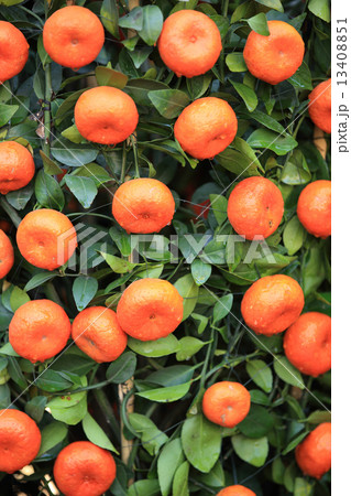 yellow citrus oranges grow on tree  13408851