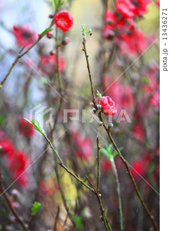 Peach flower in spring  13436271