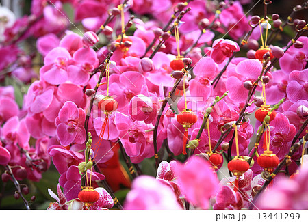 pink moth orchid pink moth orchid 13441299