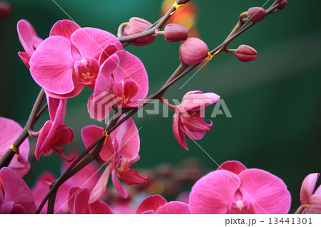 pink moth orchid  13441301