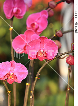 pink moth orchid  13441302