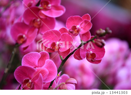 pink moth orchid  13441303