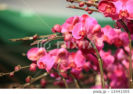 pink moth orchid  13441305