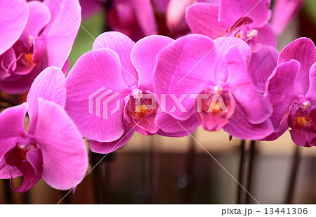 pink moth orchid  13441306