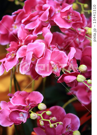 pink moth orchid  13441310