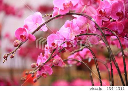 pink moth orchid  13441311