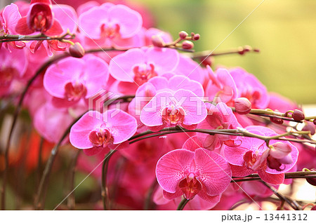pink moth orchid  13441312