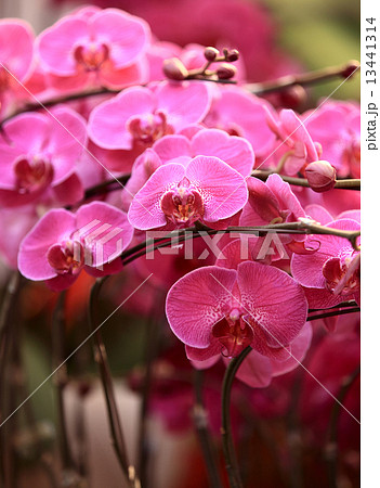 pink moth orchid  13441314
