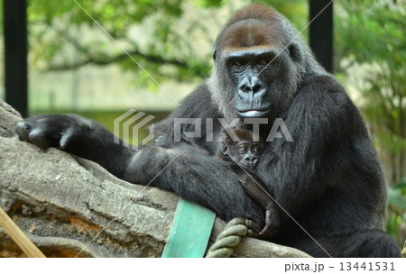 赤ちゃんを抱くお母さんゴリラの写真素材
