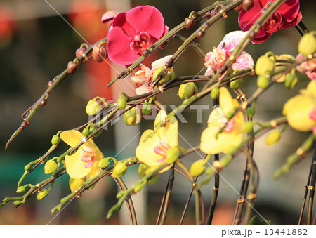 Moth orchid Moth orchid 13441882