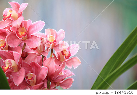 Beautiful cymbidium Beautiful cymbidium 13441910