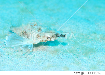 ウミテング 13441929