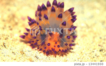 トゲトゲウミウシ トゲトゲウミウシ 13441930