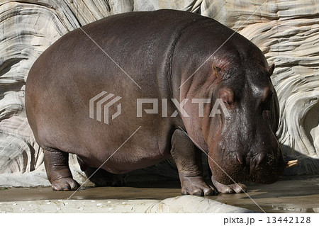 カバ カバ 13442128