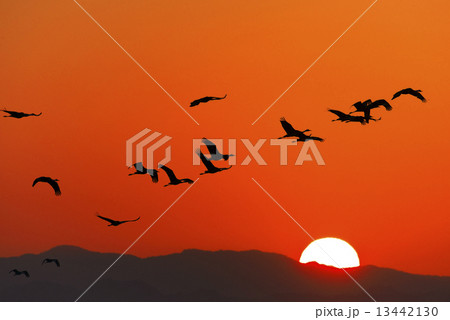 朝日と鶴の群れ 13442130