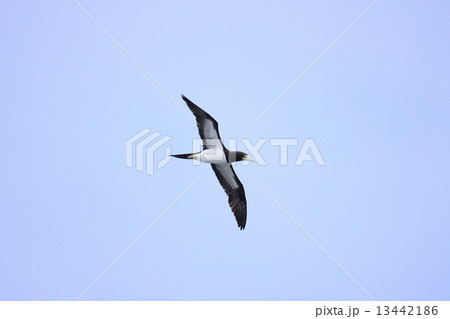 カツオドリ 13442186