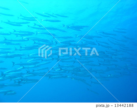 バラクーダの群れ バラクーダの群れ 13442188