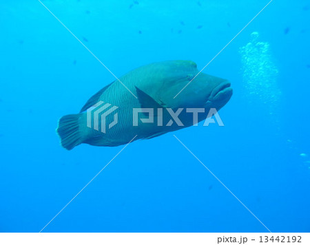 ナポレオンフィッシュ 13442192