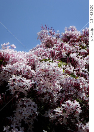 ジャスミンシリーズ 13442620