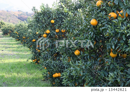 デコポン畑 13442621