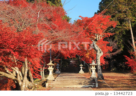 神社の秋 神社の秋 13442723