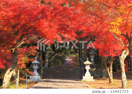 神社の秋 13442725