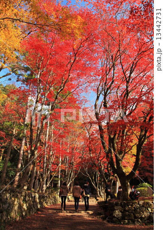 秋の紅葉鶏足寺 13442731