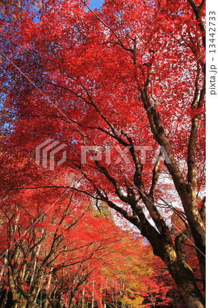 鶏足寺の秋の紅葉 13442733