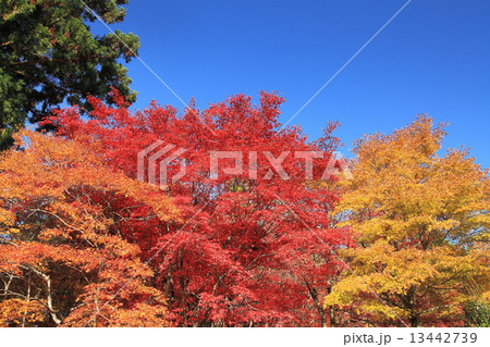 鶏足寺の秋の紅葉 鶏足寺の秋の紅葉 13442739