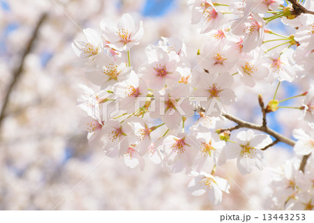 桜 13443253