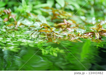 水面の草 水面の草 13443462