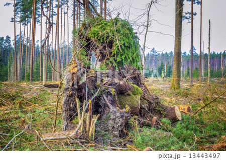 Destroyed forest in autumn  13443497