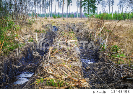Rutted forest road in autumn  13443498
