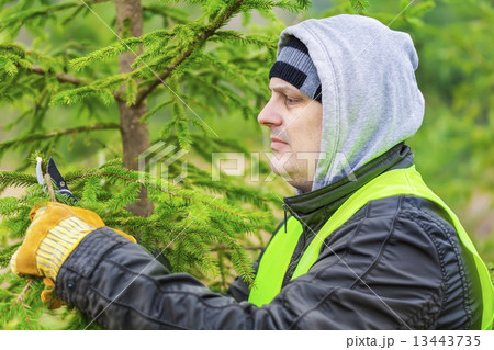 Man with scissors pruned spruce branches  13443735